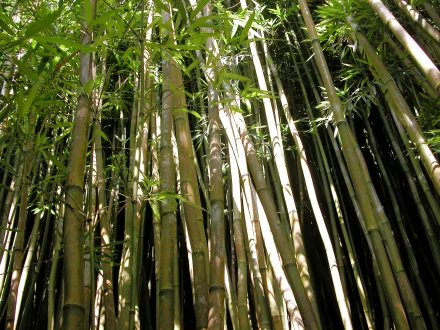 bamboo_forrest_440.jpg