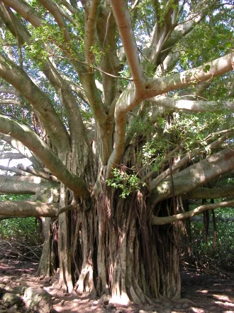 banyan_tree_440.jpg