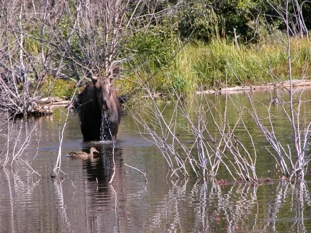moose_duck_440.jpg