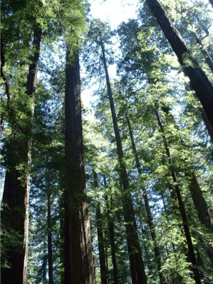 apr02_redwood_CA.gif