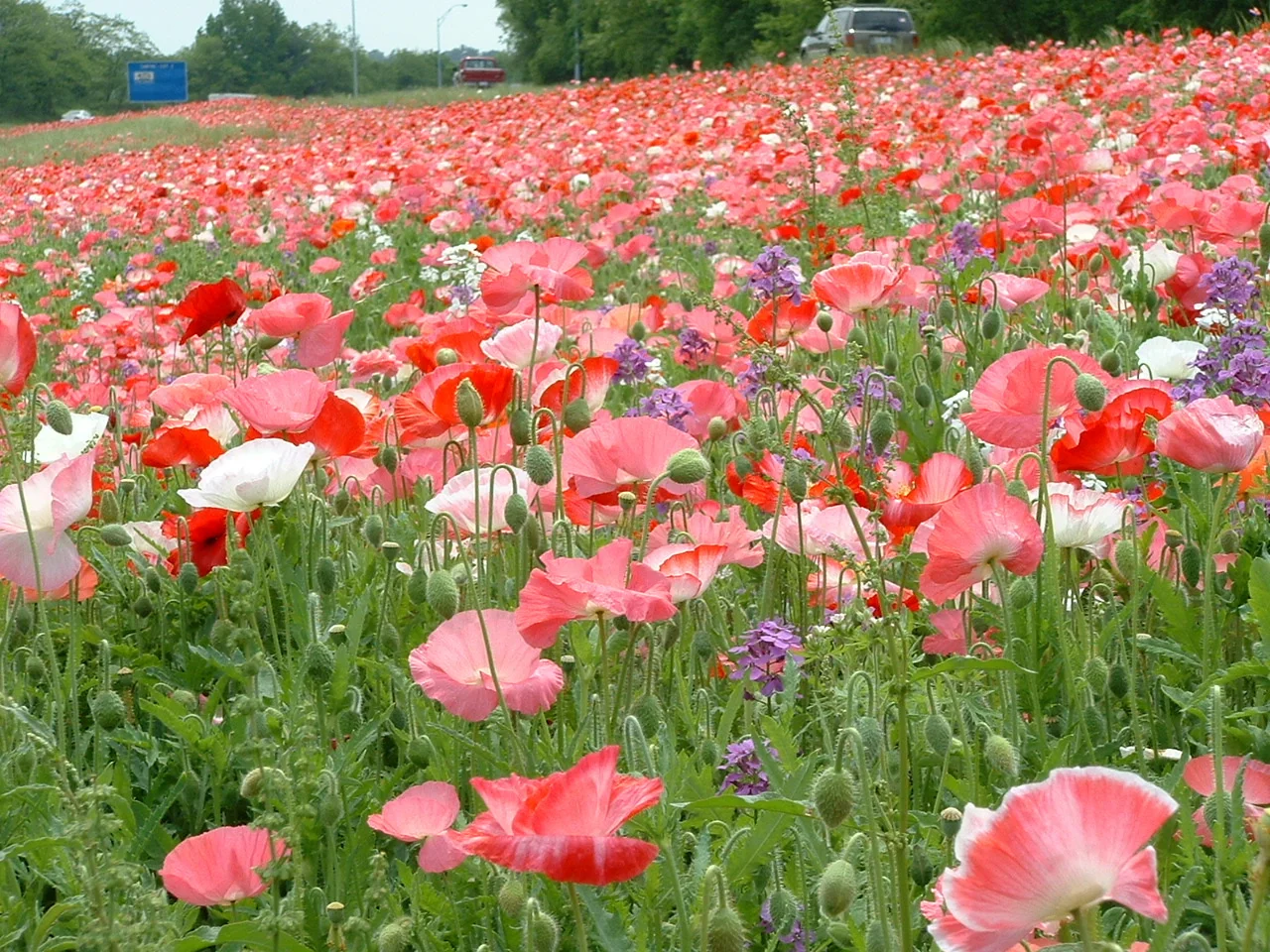 roadside_flowers.JPG