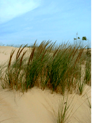 sand_dune_fauna2.gif