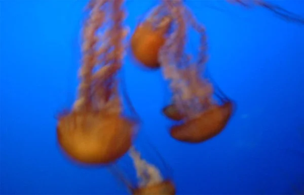 jellyfish_close_600x385.jpg