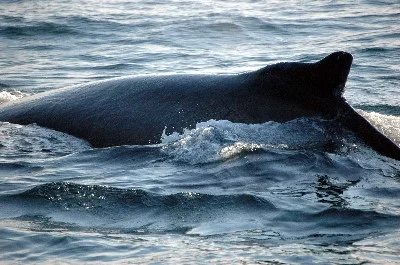 humpback_dorsal_wake_rt.jpg