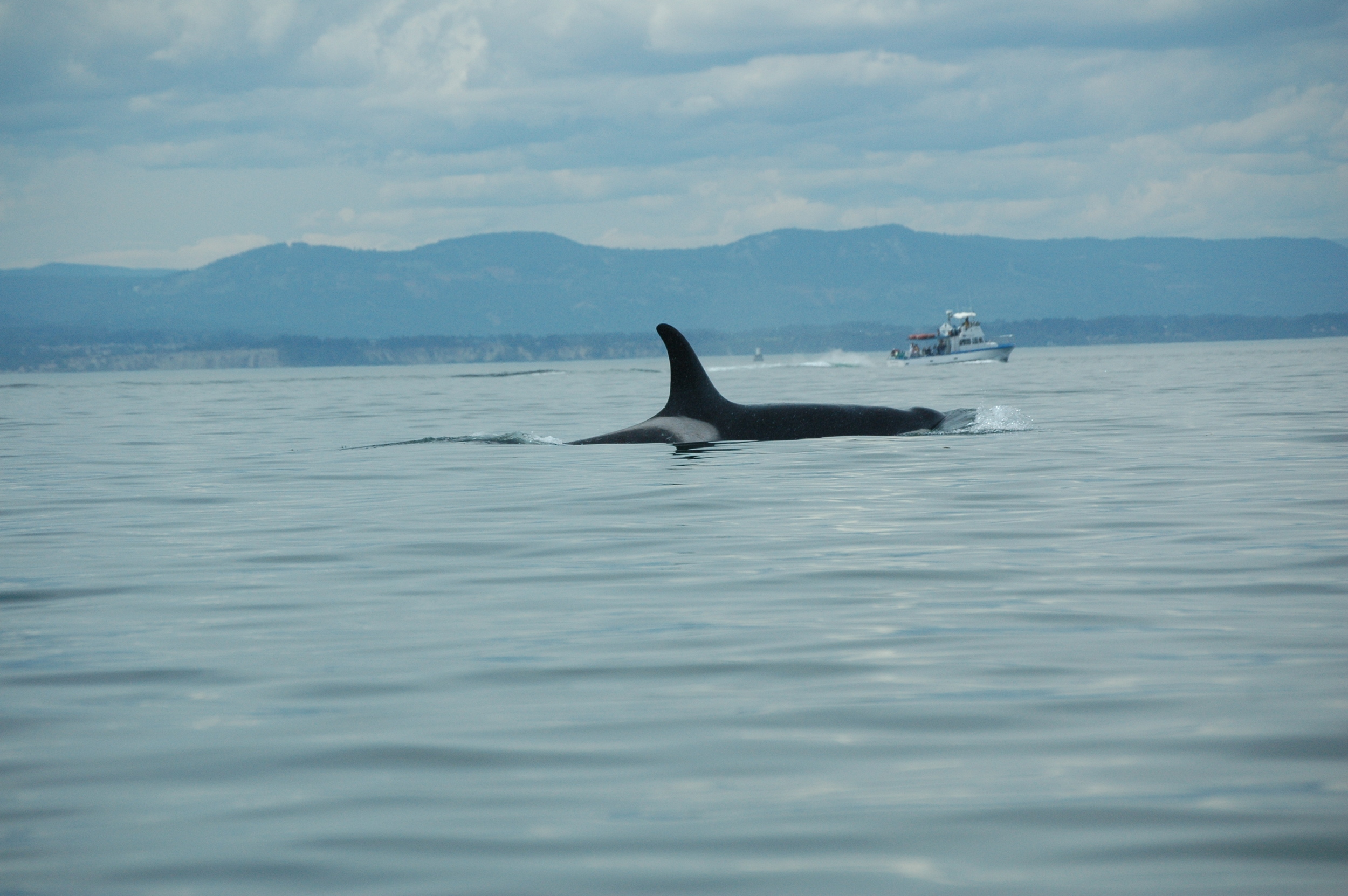 Orca, Getting Closer