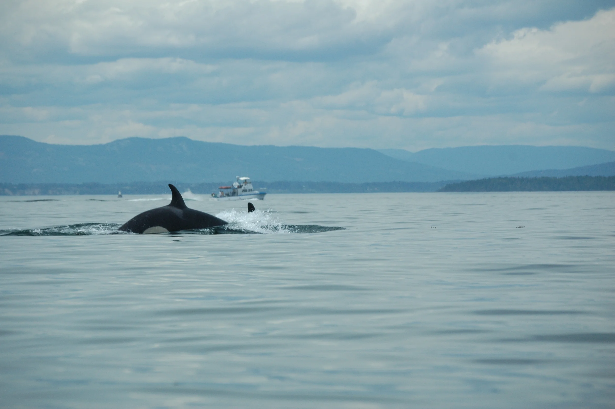Orca, a LIttle Closer