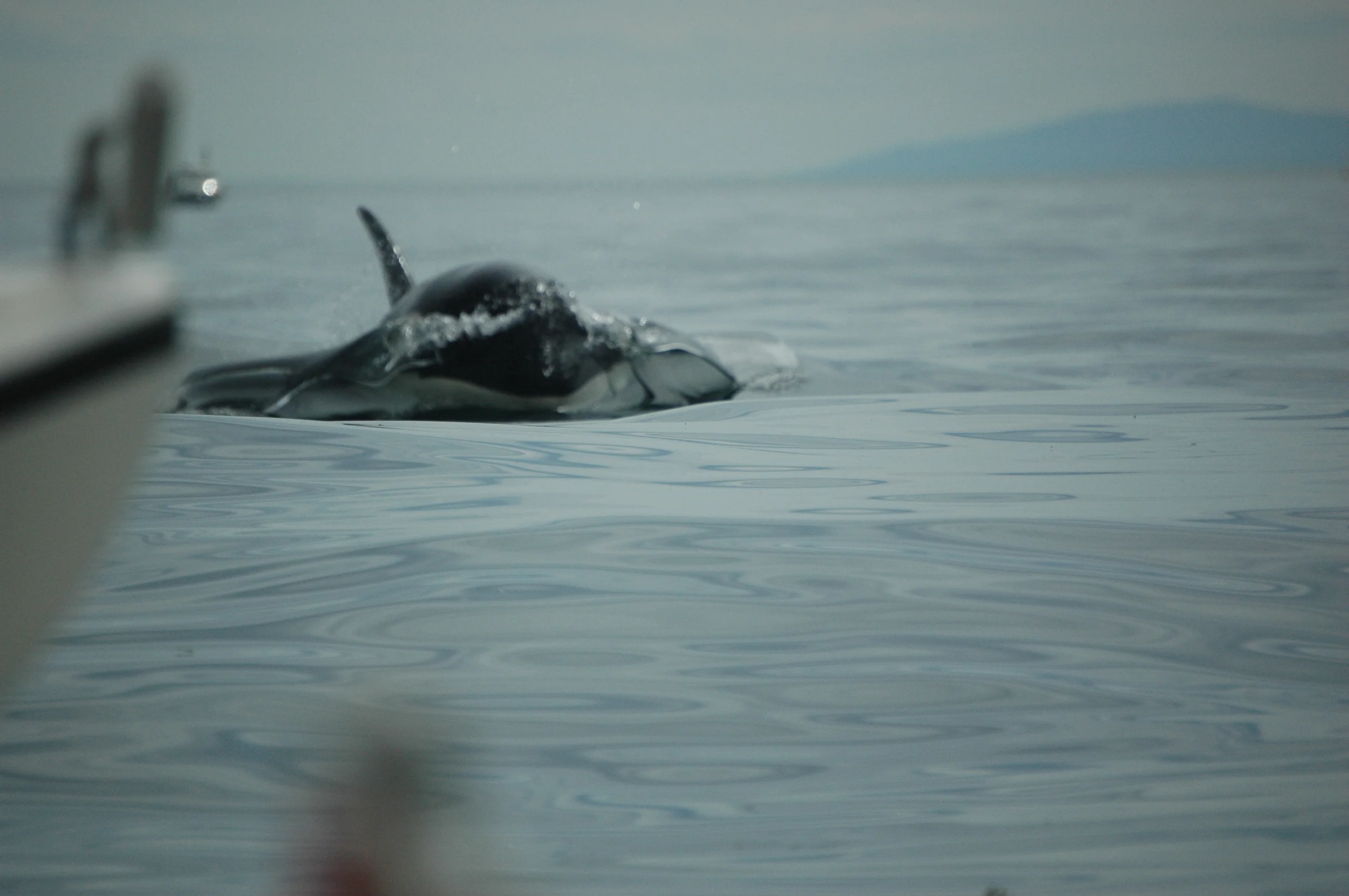 Orca, Here it Comes ...