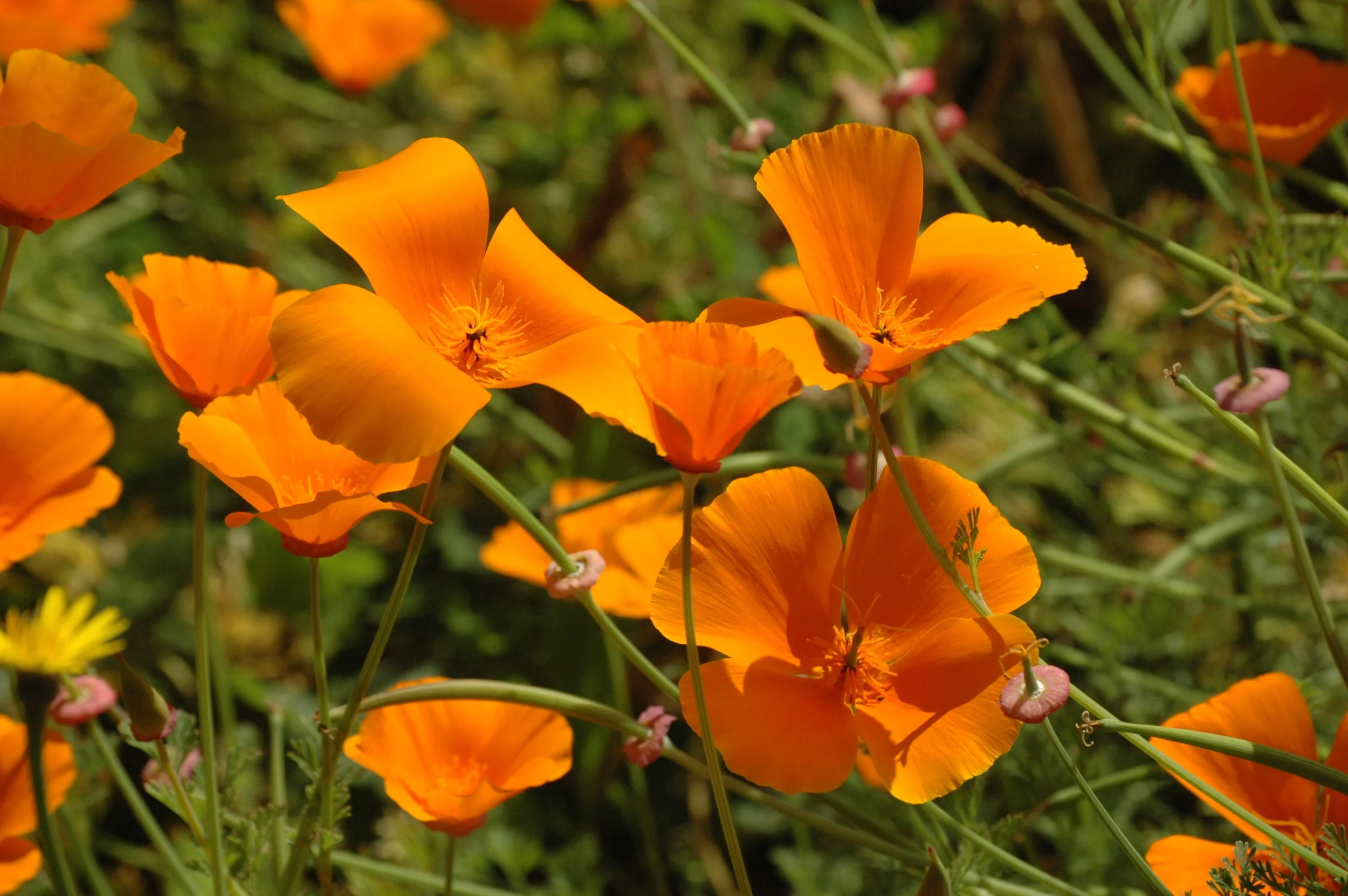 California Poppies