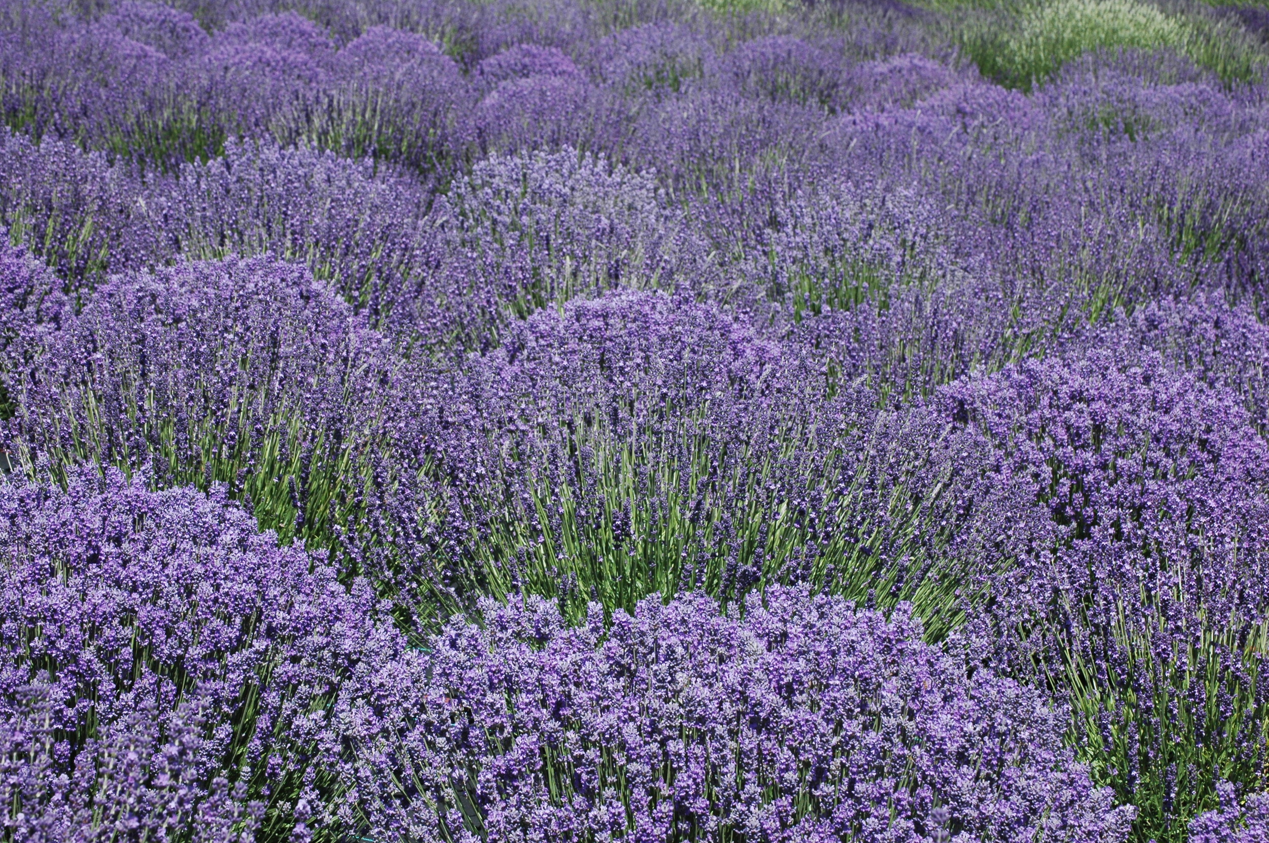 Lavendar Farm
