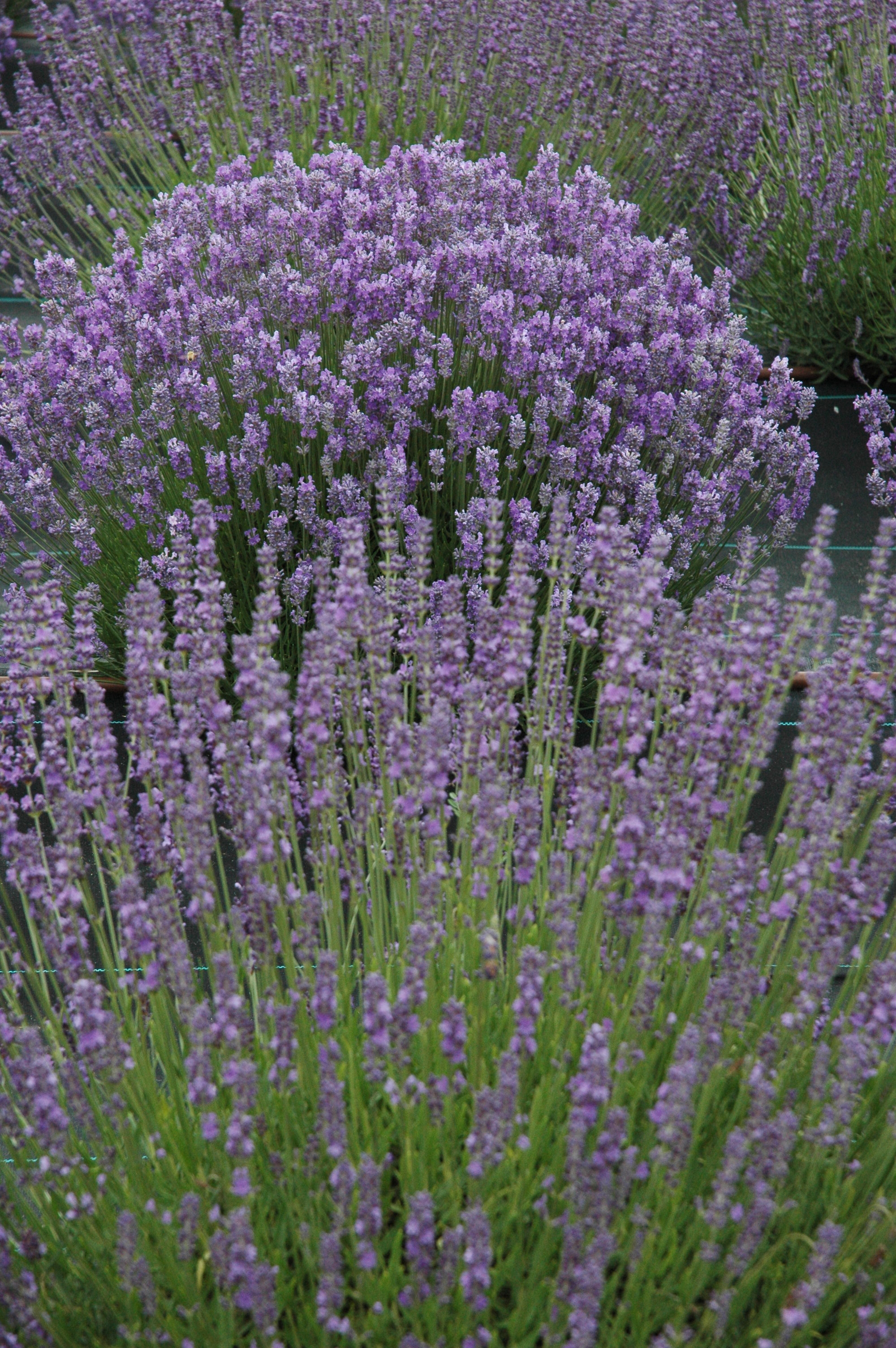 Lavendar