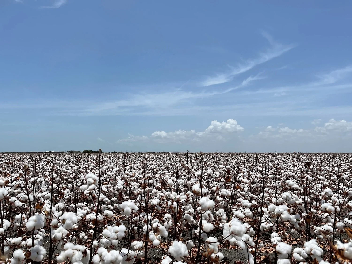 cotton.jpeg