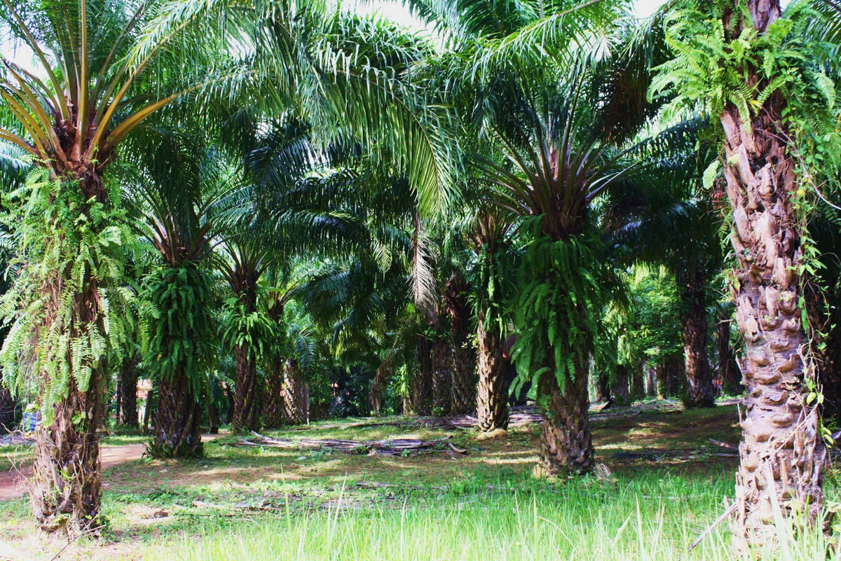 palmtrees 2.jpg