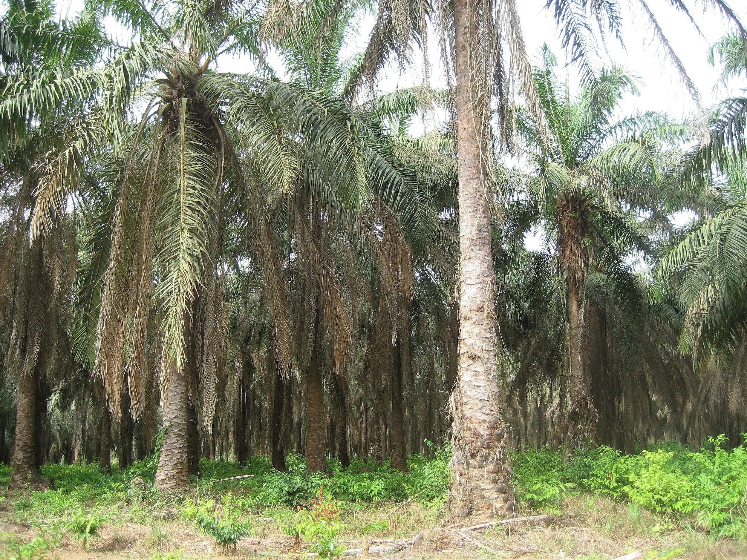 Oil Palm Tree Picture.JPG