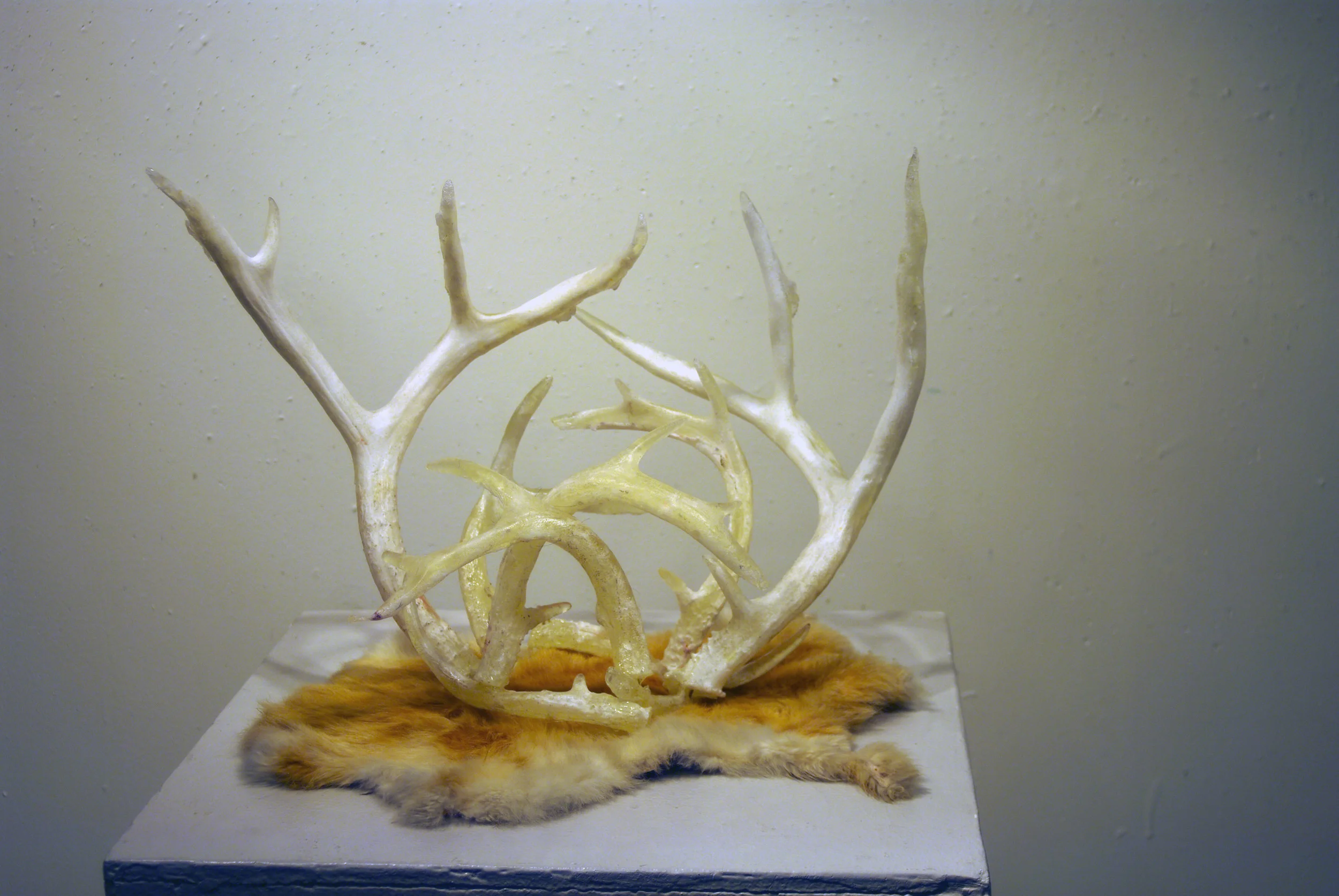 antlers3.jpg