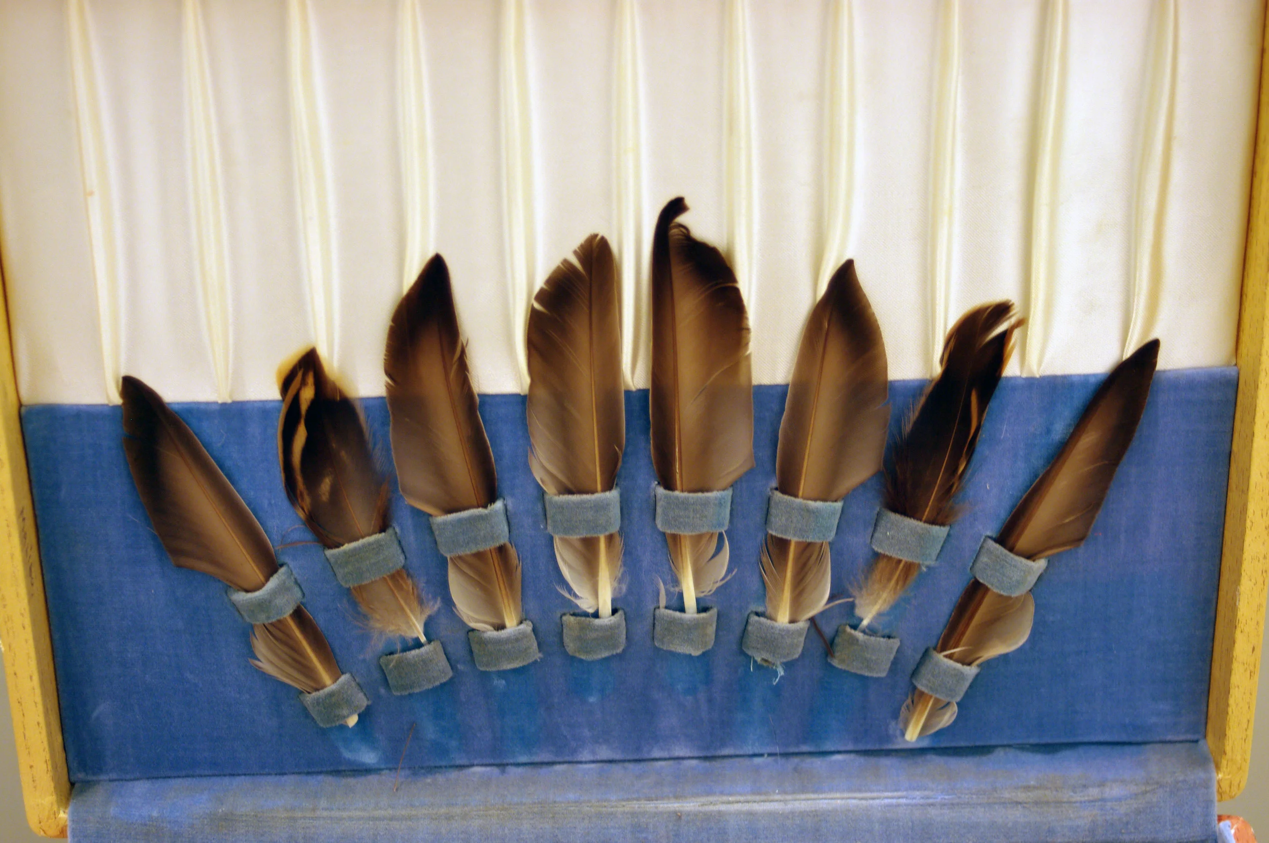 boxfeathers.jpg