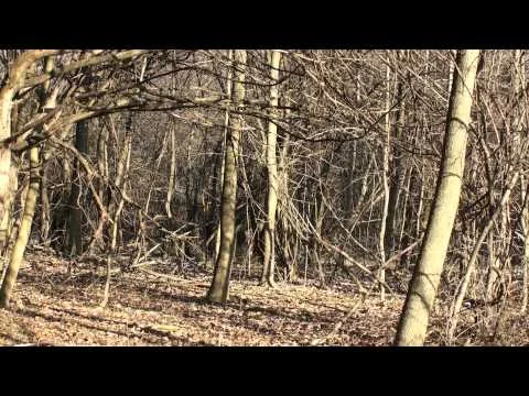 Fifteen Minutes Late (Imaginings of my father's bed hunt)