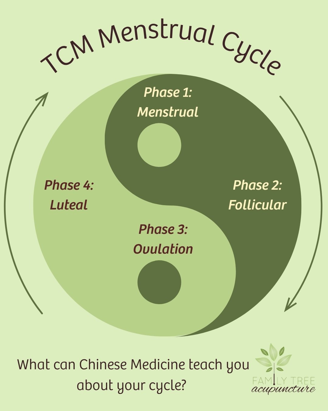 Yin-Yang diagram illustrating the four phases of the menstrual cycle in Traditional Chinese Medicine: menstruation, follicular phase, ovulation, and luteal phase.