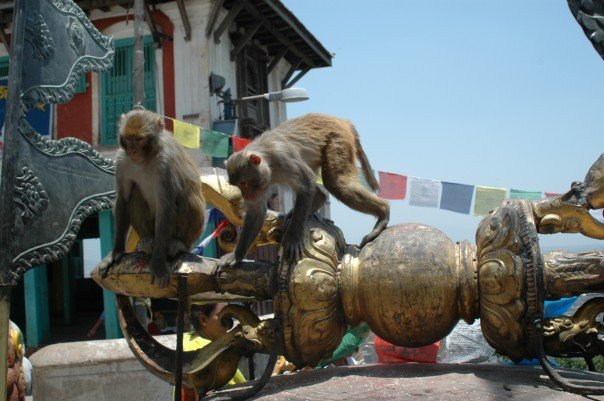 Monkeys in Monkey Temple.jpg