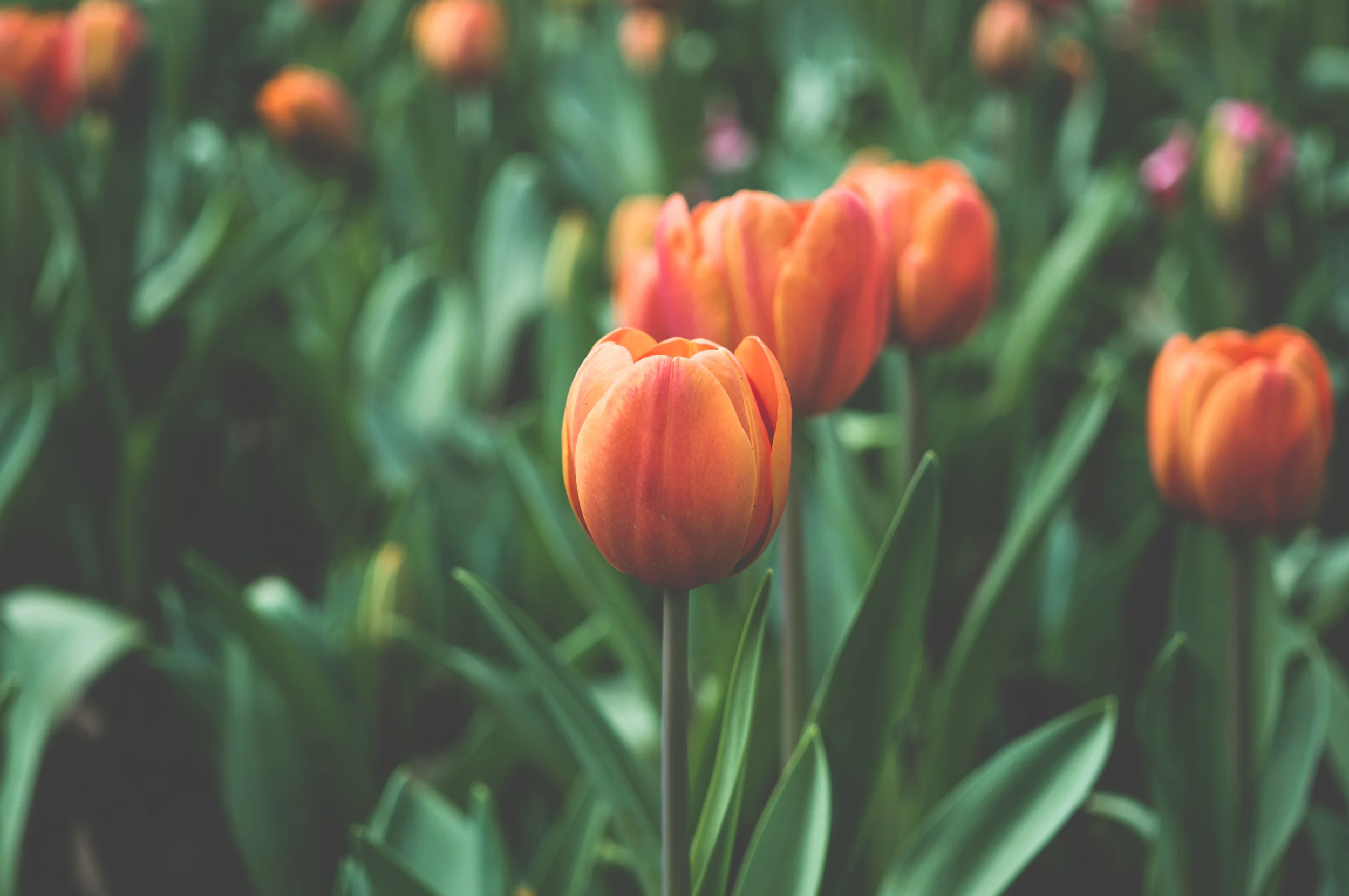 tulip.jpg