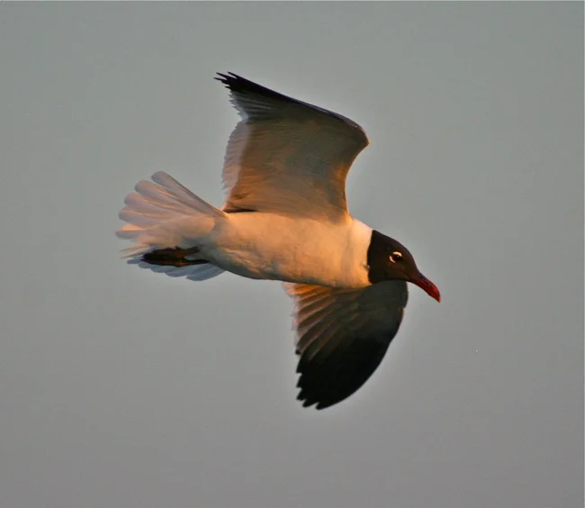 IMG_9923.jpg
