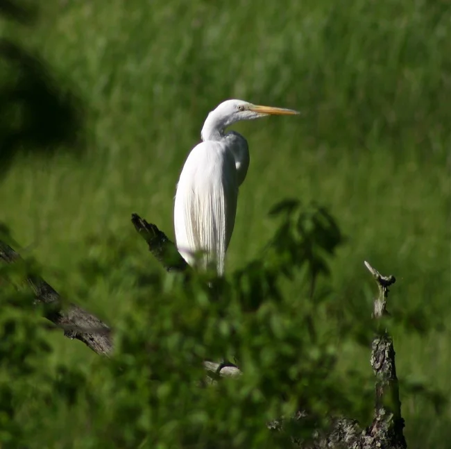 IMG_9795.jpg
