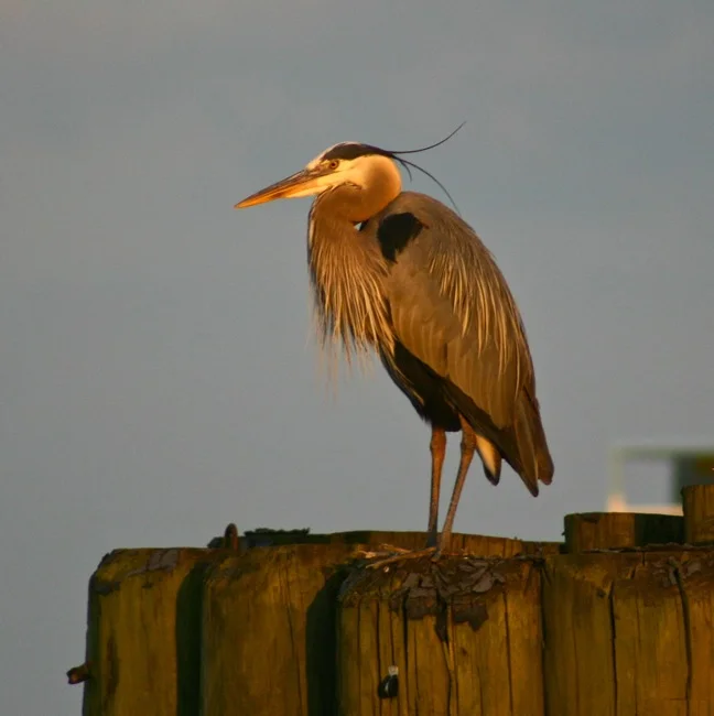 IMG_9901.jpg