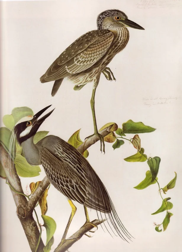 Yellow-Crowned Night Heron