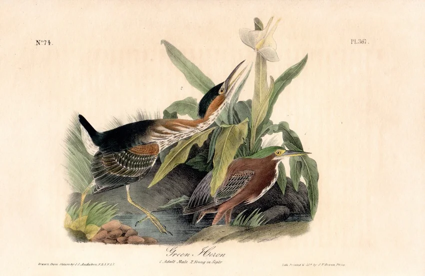 Green Heron
