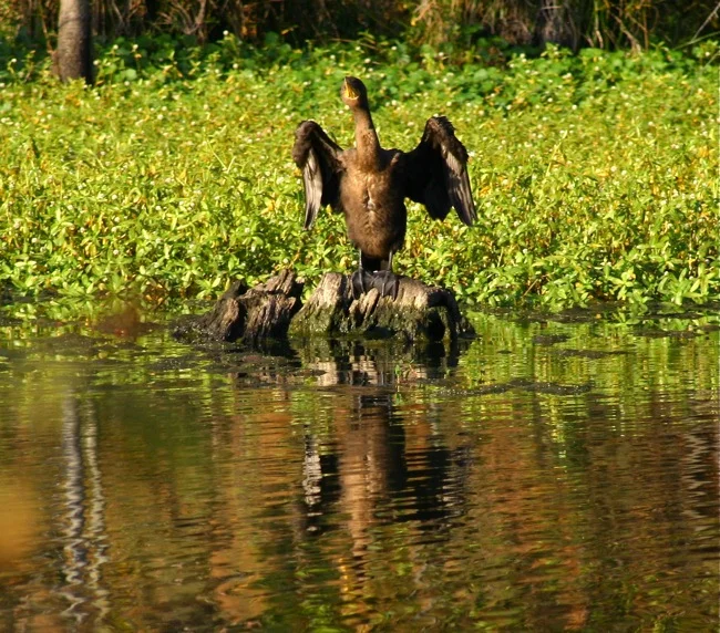 El Cormoranto singing O Sole Mio!