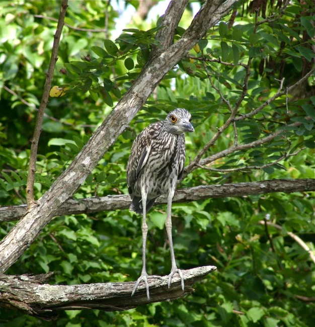 OUT ON A LIMB! Has anybody seen my feathers? 