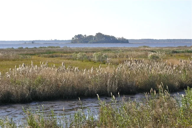 Marsh 1.jpg