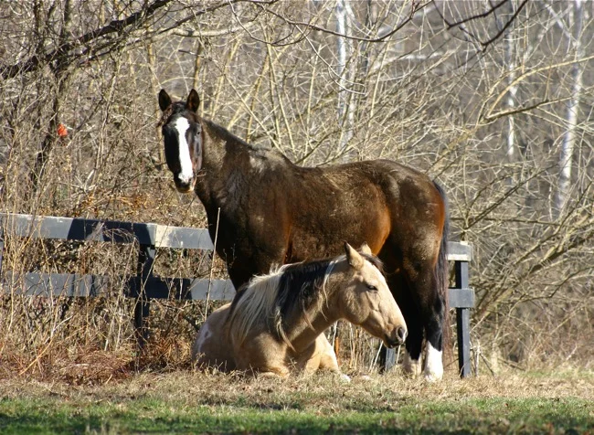 Welbourne horses