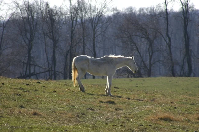 Sunlit white horse at Welbourne
