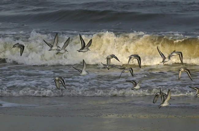 Flight of the Sandpipers!