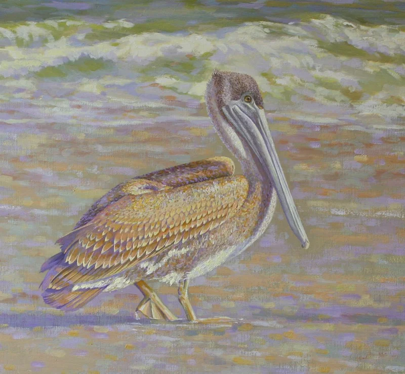 Sunlit Pelican Basking in the Glow