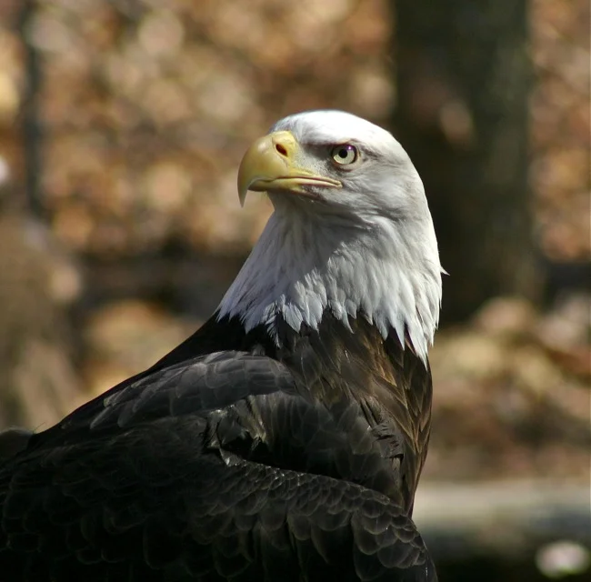Eagle head shot