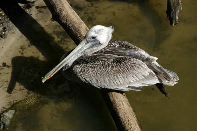 Brown Pelican