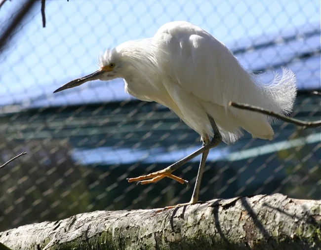 Cattle Egret on one leg!