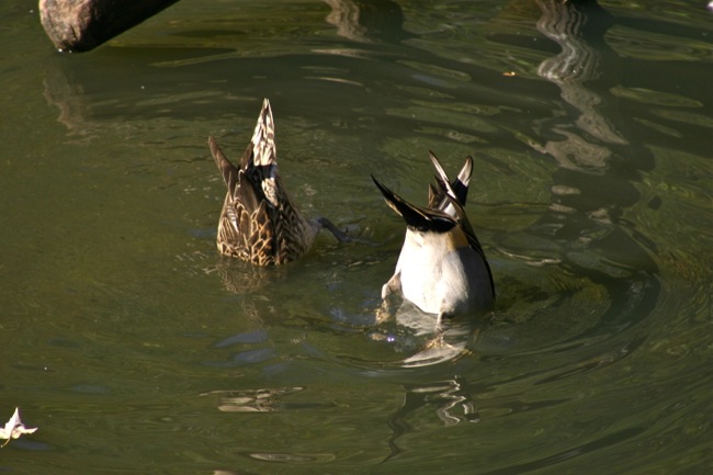 Bottoms up!