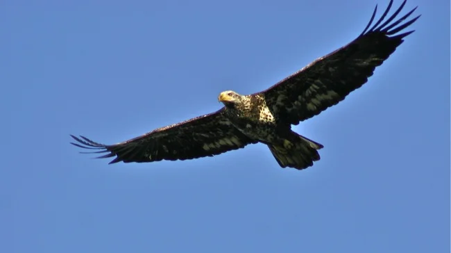 Juvenile Bald Eagle, photograph by William R. Beebe