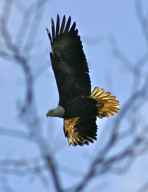 Eagle with back-light, photograph by William R. Beebe