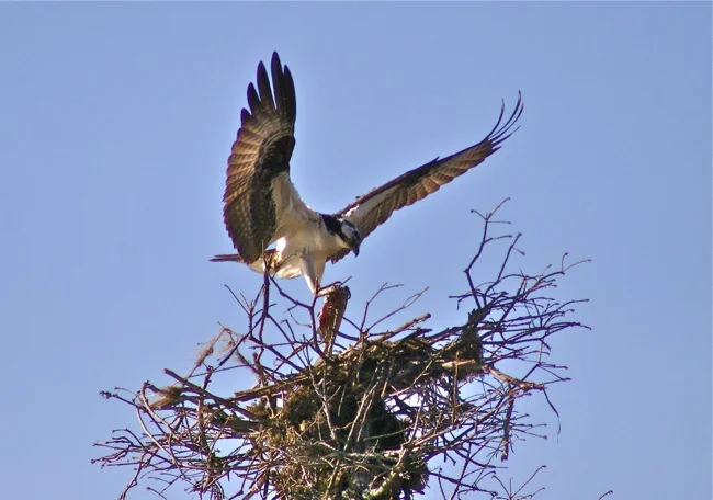 Osprey landing with fish, photograph by William R. Beebe