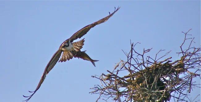 Osprey leaving nest with fish, photograph by William R. Beebe