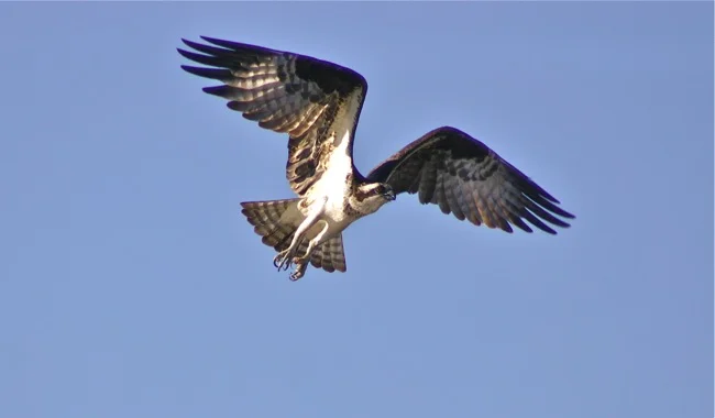 Hovering Osprey, photograph by William R. Beebe