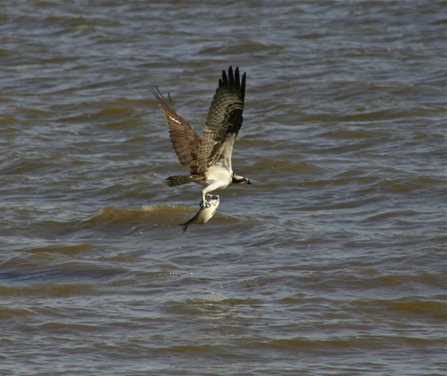 Osprey exiting water with fish, photograph by William R. Beebe