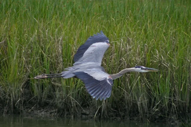 Great Blue Heron in flight, photograph by William R. Beebe