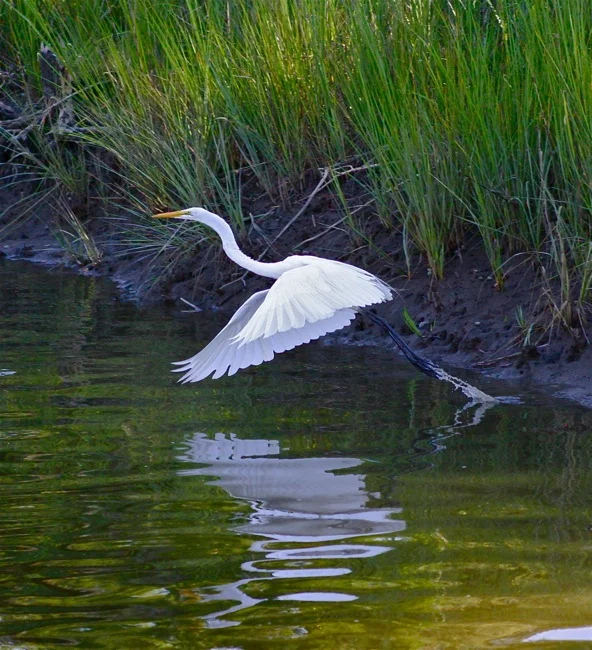 White Egret on take-off, photograph by William R. Beebe