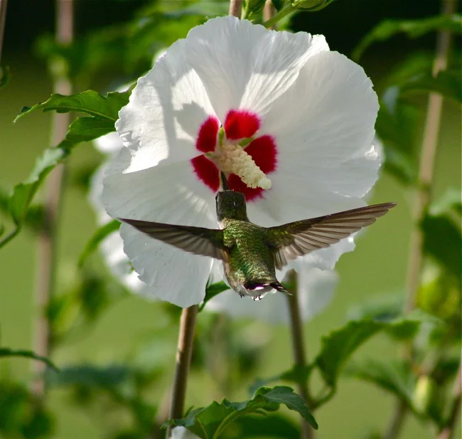 Hummingbird on a Hibiscus, photograph by William R. Beebe