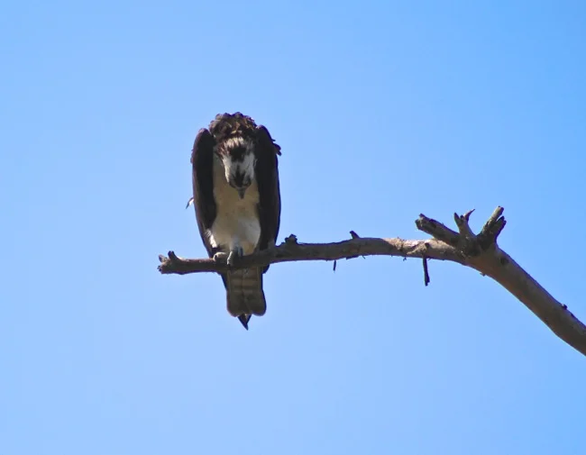 Devastated Osprey!