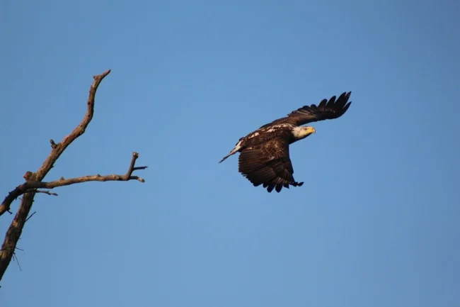 Eagle taking off!